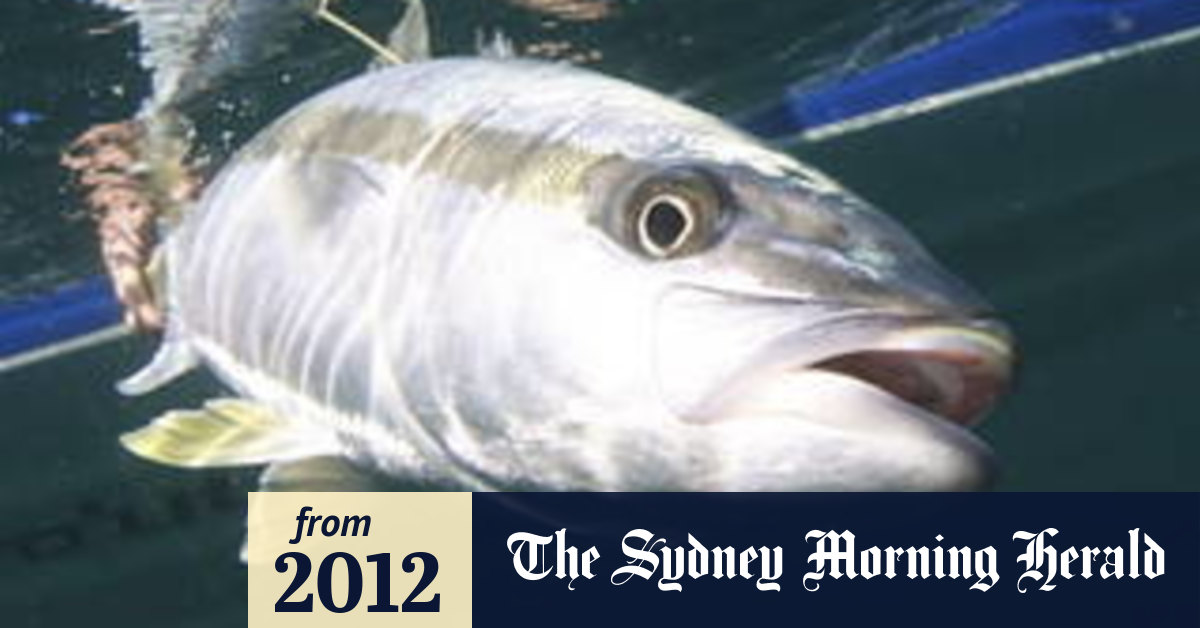 Fish disease an unwanted catch for Clean Seas